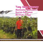 Tong Seng Nursery Membekal Anak Benih Durian Cantuman Bermutu Tinggi