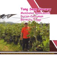 Tong Seng Nursery Membekal Anak Benih Durian Cantuman Bermutu Tinggi