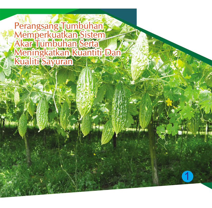 Read more about the article Perangsang Tumbuhan Memperkuatkan Sistem Akar Tumbuhan Serta Meningkatkan Kuantiti Dan Kualiti Sayuran