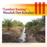 “Gambut Kuning”: Masalah Dan Kawalan