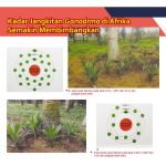 Kadar Jangkitan Ganoderma di Afrika Semakin Membimbangkan