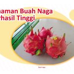 Tanaman Buah Naga Berhasil Tinggi