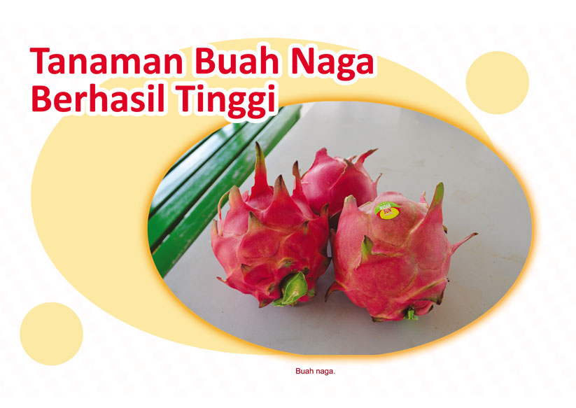Read more about the article Tanaman Buah Naga Berhasil Tinggi