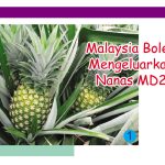 Malaysia Boleh Mengeluarkan Nanas MD2