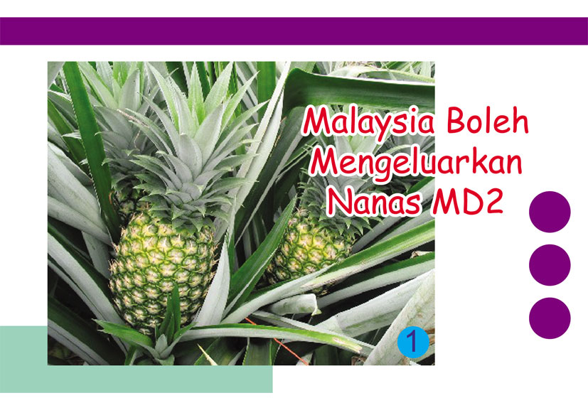 Read more about the article Malaysia Boleh Mengeluarkan Nanas MD2