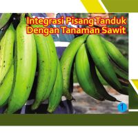 Integrasi Pisang Tanduk Dengan Tanaman Sawit