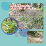 Kaedah Membasmi Anak Pokok Sawit Liar