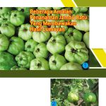 Beberapa Amalan Penanaman Jambu Batu Yang Membawakan Hasil Lumayan