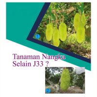 Tanaman Nangka Selain J33 ?