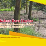 Kebun Baru Durian Hendaklah Memasang Sistem Pengairan Automatik