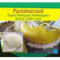 Paclobutrazol Dapat Memupuk Pembungaan Durian Lebih Awal