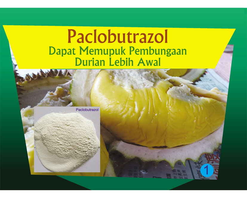 You are currently viewing Paclobutrazol Dapat Memupuk Pembungaan Durian Lebih Awal