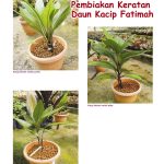 Pembiakan Keratan Daun Kacip Fatimah