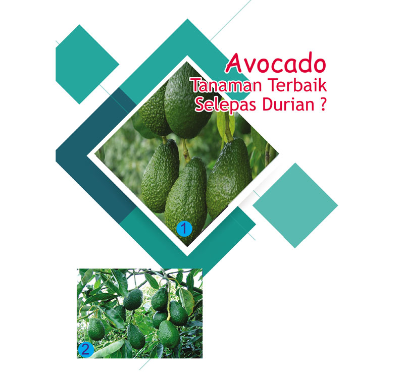 Read more about the article Avocado,Tanaman Terbaik Selepas Durian?