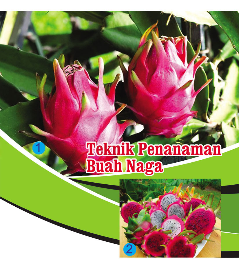 Read more about the article Teknik Penanaman Buah Naga