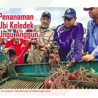 Penanaman Ubi Keledek Ungu Anggun