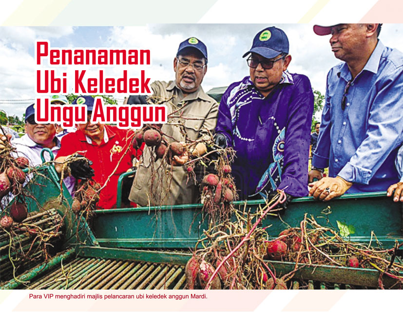 Read more about the article Penanaman Ubi Keledek Ungu Anggun