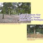Lokasi Tumpuan Akar Pokok Durian Tempat Terbaik Untuk Pembajaan