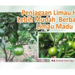 Penjagaan Limau Hijau Lebih Mudah Berbanding Limau Madu