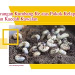 Serangan Kumbang Ke atas Pokok Kelapa Dan Kaedah Kawalan