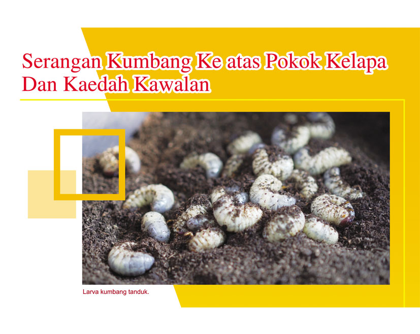 Read more about the article Serangan Kumbang Ke atas Pokok Kelapa Dan Kaedah Kawalan