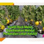 Kualiti Rock Melon Diperkasakan Melalui Perkenalan Lebah Kelulut