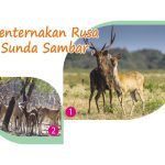 Penternakan Rusa Sunda Sambar