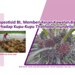 Biopestisid Bt. Memberi Kesan Kawalan Baik Terhadap Kupu-Kupu Tirathaba mundella