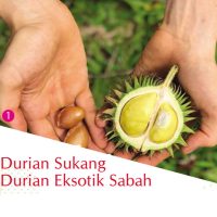 Durian Sukang, Durian Eksotik Sabah