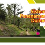 Sistem Penanaman Durian