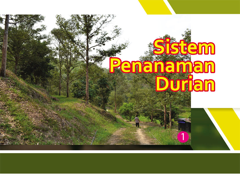 You are currently viewing Sistem Penanaman Durian