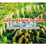 Sayuran Eksotik Sarawak Paku Midin Menjadi Hidangan Menyelerakan