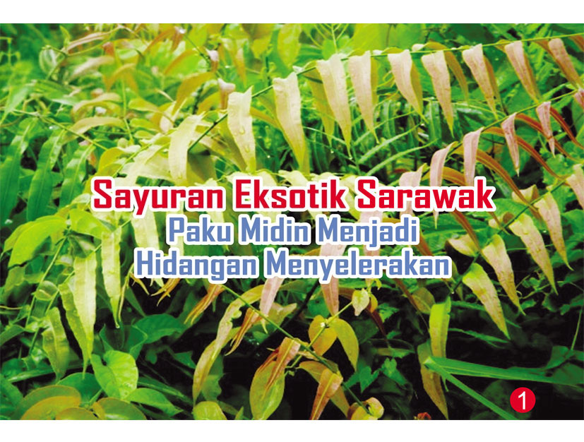 You are currently viewing Sayuran Eksotik Sarawak Paku Midin Menjadi Hidangan Menyelerakan