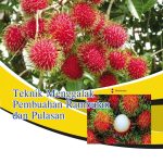 Teknik Menggalak Pembuahan Rambutan dan Pulasan
