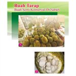 Buah Tarap, Buah Semi Komersial Di Sabah