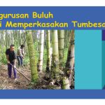 Pengurusan Buluh Bagi Memperkasakan Tumbesaran