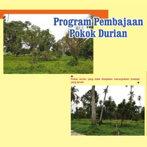 Program Pembajaan Pokok Durian