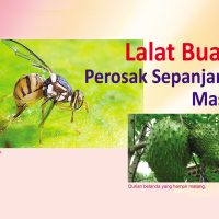 Lalat Buah Perosak Sepanjang Masa