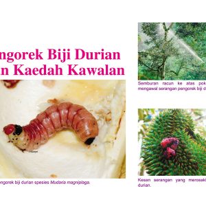 Pengorek Biji Durian Dan Kaedah Kawalan