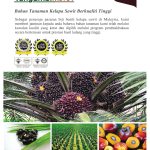 Kepentingan menggunakan bahan tanaman sawit DxP yang tulen dan berkualiti tinggi