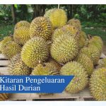Kitaran Pengeluaran Hasil Durian