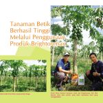 Tanaman Betik Berhasil Tinggi Melalui Penggunaan Produk Brightonmax