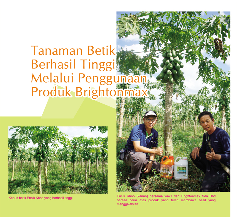 Read more about the article Tanaman Betik Berhasil Tinggi Melalui Penggunaan Produk Brightonmax