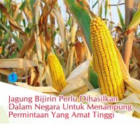 Jagung Bijirin Perlu Dihasilkan Dalam Negara Untuk Menampung Permintaan Yang Amat Tinggi