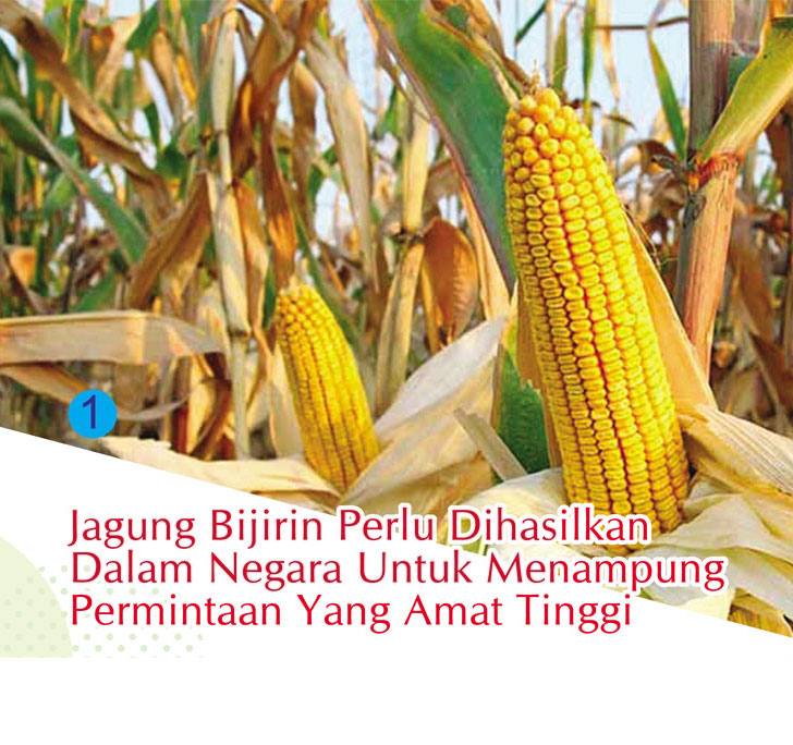 Read more about the article Jagung Bijirin Perlu Dihasilkan Dalam Negara Untuk Menampung Permintaan Yang Amat Tinggi
