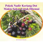 Pokok Nadir Keriang Dot Makin Sukar Untuk Ditemui