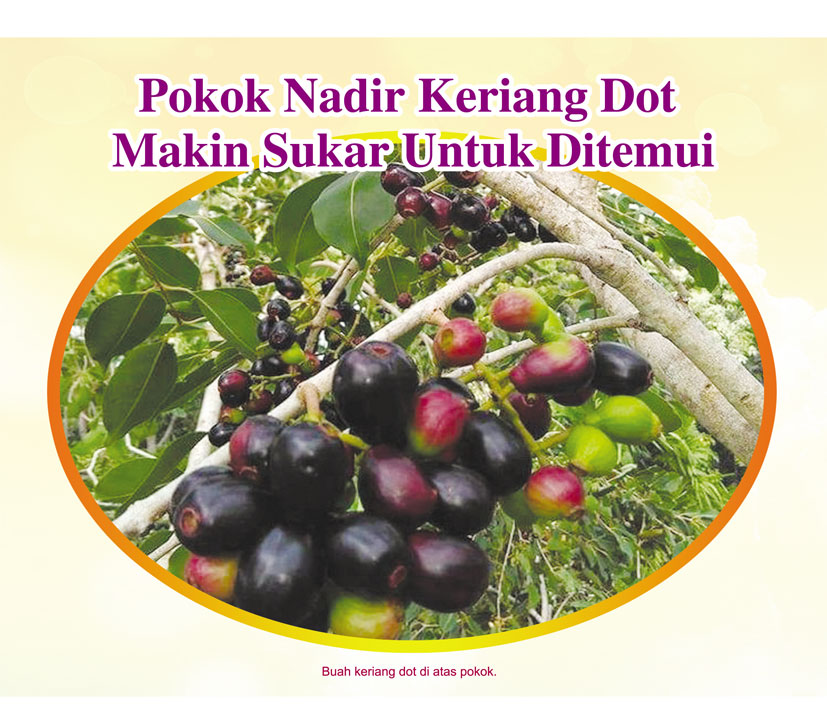 Read more about the article Pokok Nadir Keriang Dot Makin Sukar Untuk Ditemui
