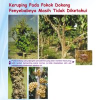 Keruping Pada Pokok Dokong Penyebabnya Masih Tidak Diketahui