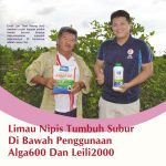 Limau Nipis Tumbuh Subur Di Bawah Penggunaan Alga600 Dan Leili2000