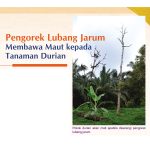 Pengorek Lubang Jarum Membawa Maut kepada Tanaman Durian